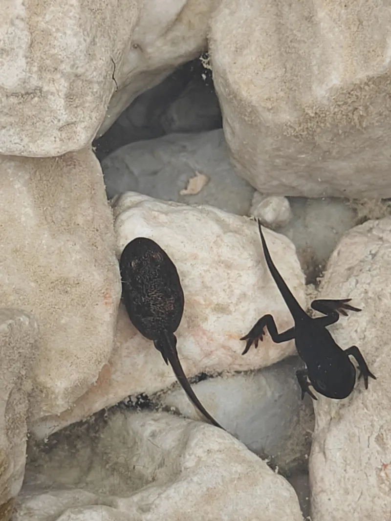 Salamander
