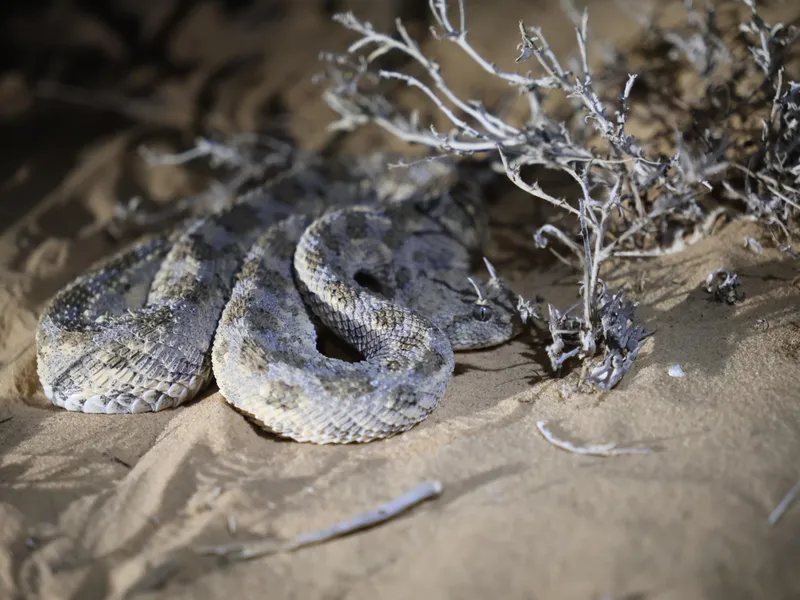 Desert horned viper